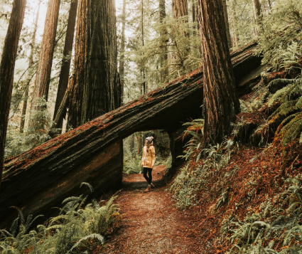 California Redwood Facts